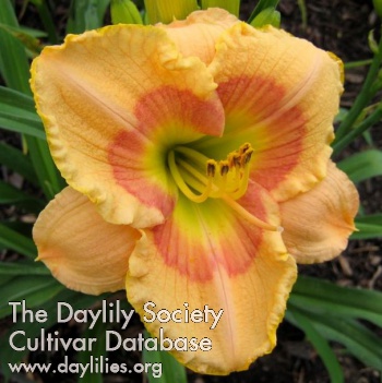 Daylily April in Paris
